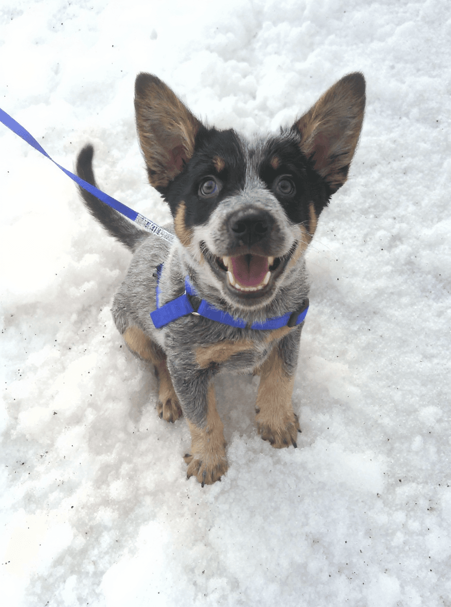 AI generated: Puppy begins wagging his tail happy while being happy doing so.