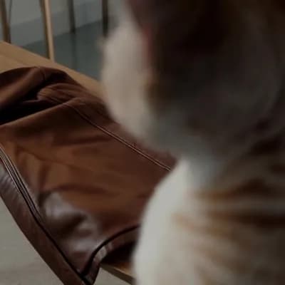 AI generated video: Jacket falls off. Cat ears twitch, move and swivel. 