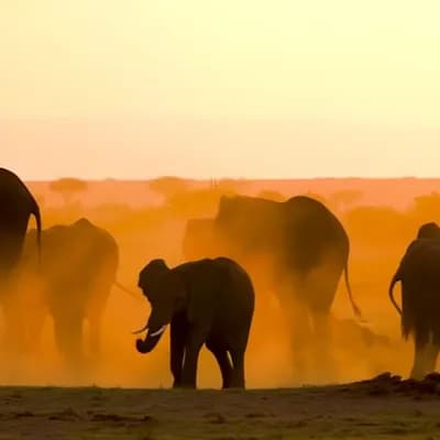 AI generated video: Golden savannah at sunset. A herd of African elephants moves slowly across the dry grassland, dust r...