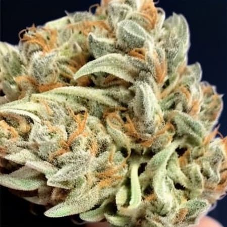 Weed Diffusion - Image 3