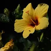 Karencroth's avatar
