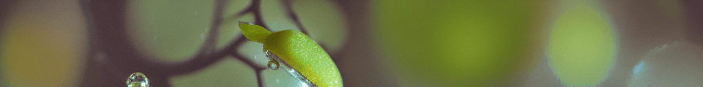 AI generated: a delicate apple made of opal hung on branch in the early morning light, adorned with glistening dew...
