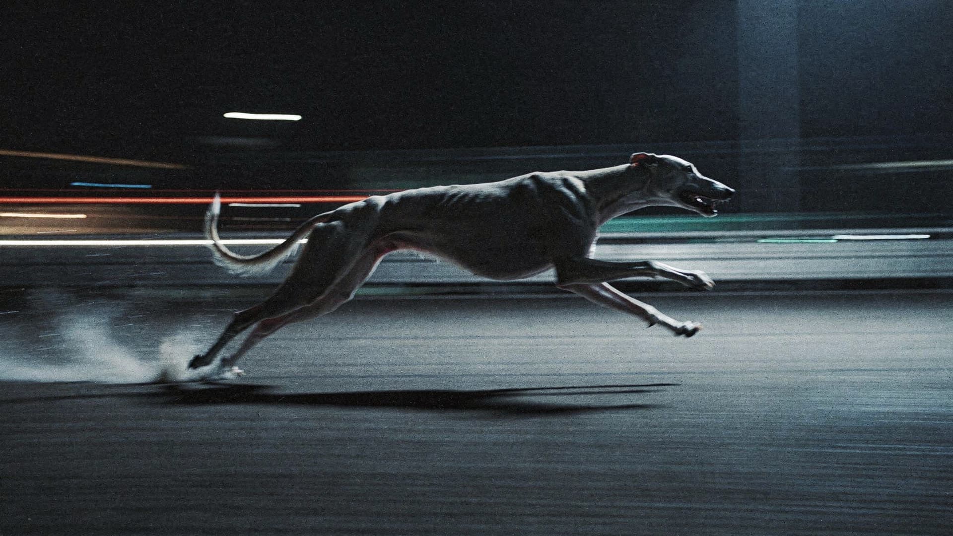 AI generated: cinematic long-exposure photograph of a racing greyhound dog sprinting at maximum speed, captured mi...