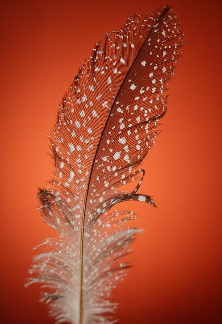 Bokeh&Macro