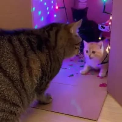 AI generated video: A cat looking at a box with lights and music inside, Inside the cardboard box, there is a party with...