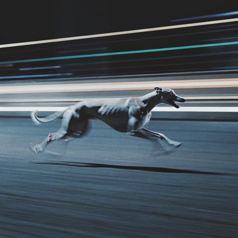AI generated: cinematic long-exposure photograph of a racing greyhound dog sprinting at maximum speed, captured mi...