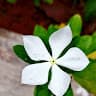 @athiraprakash