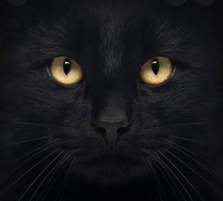 AI generated: filhote de pantera de negra, olhar de fera, feroz e olhos penetrantes