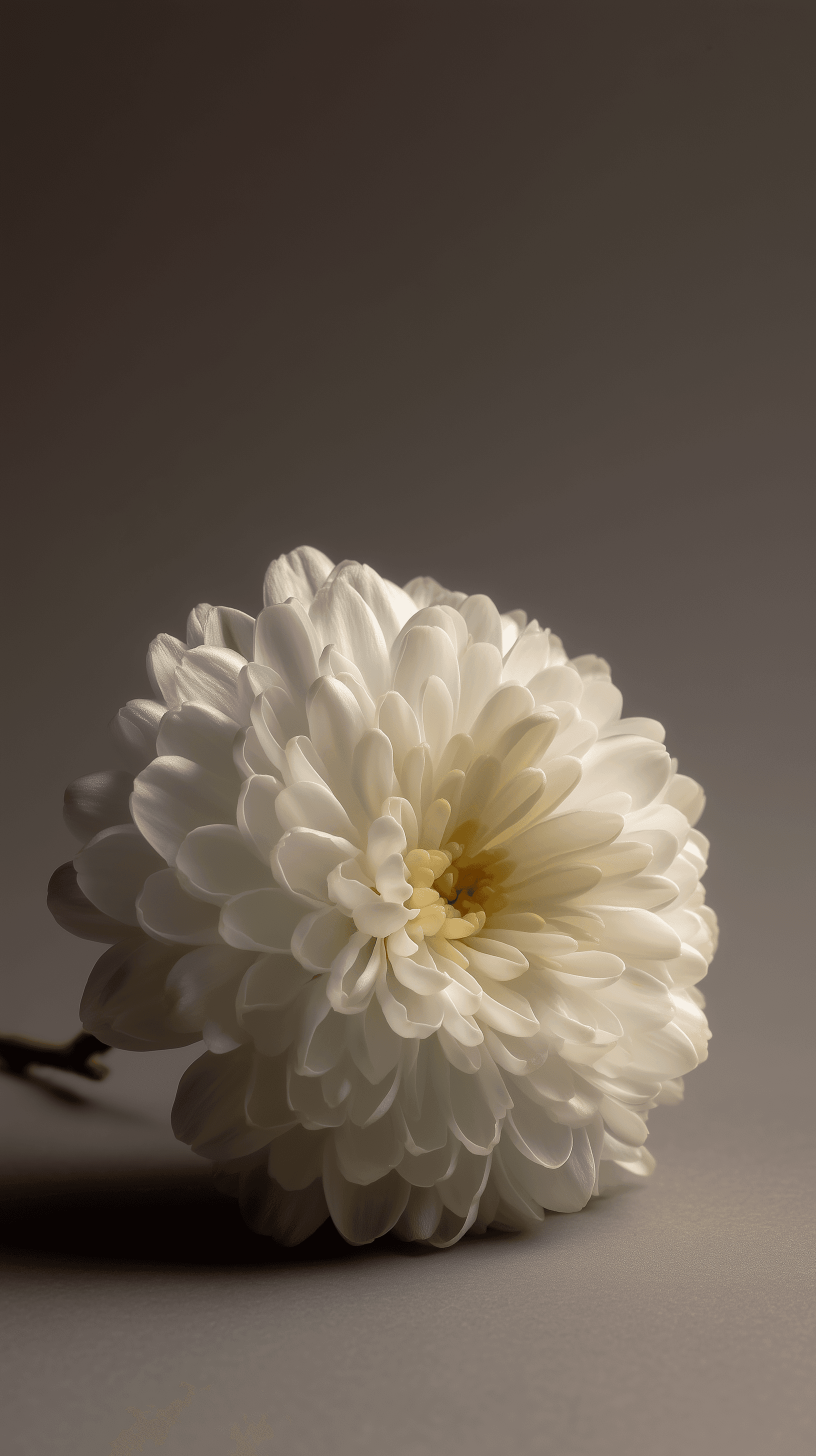 AI generated: photography, minimalistic white chrysanthemum, neatly placed, solid warm grey atmosphere, focus on d...