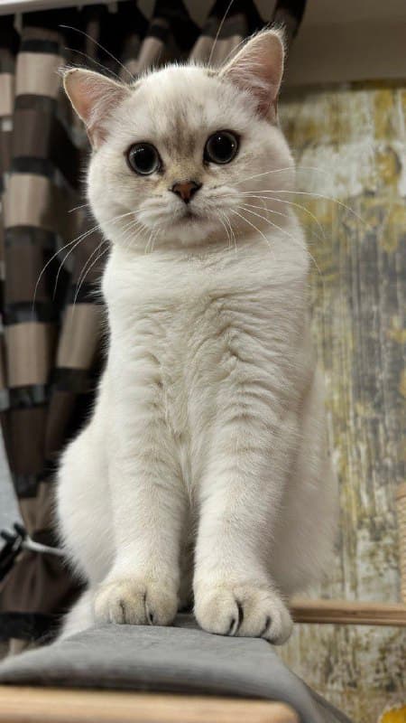 AI generated: Happy cat, in the style of dreamlike realism, cinematic light, dark sky-blue and light amber, detail...