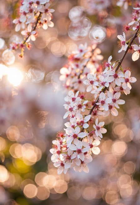 Bokeh&Macro - Image 3