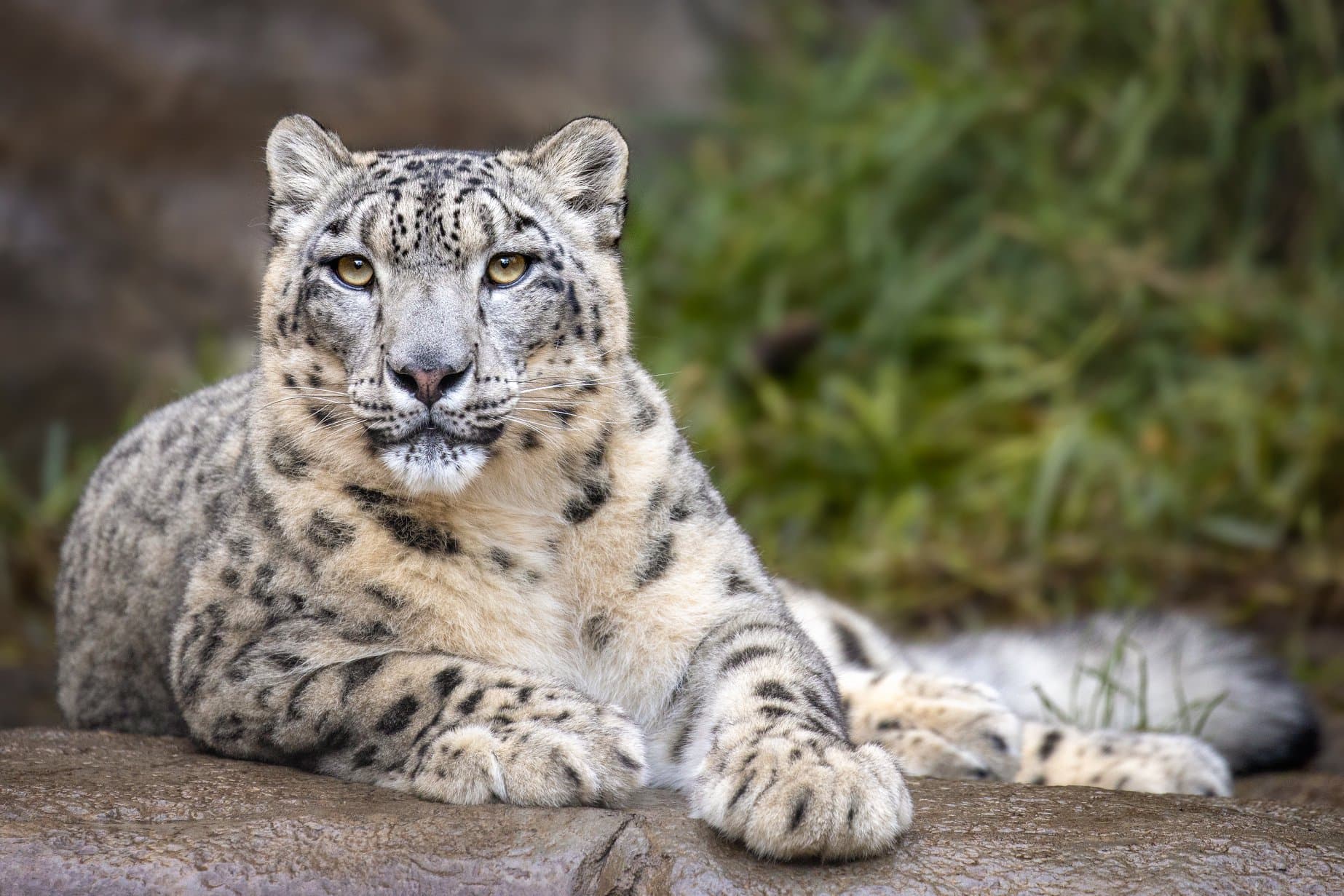 AI generated: Majestic reclining white tiger looking forward very detailed,popular on pixiv, realistic oil paint d...