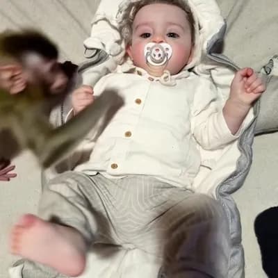 AI generated video: Ultra realistic shooting. A small monkey jumps into the frame from the side.