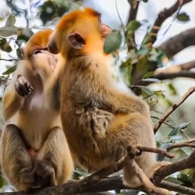AI generated video: fighting