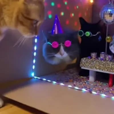 AI generated video: A cat looking at a box with lights and music inside, Inside the cardboard box, there is a party with...