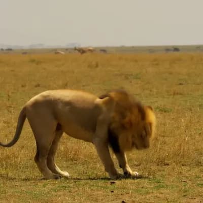 AI generated video: a lion chasing an antelope in the savannah