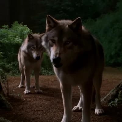 Example video