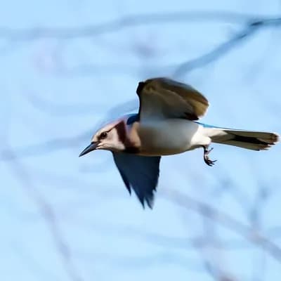 AI generated video: A single blue jay gliding slowly across a bright sky with wings outstretched, passing through soft c...