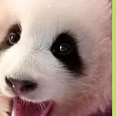 dachengzi's avatar