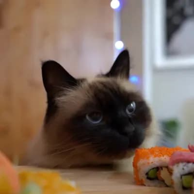 AI generated video: gato comiendo sushi