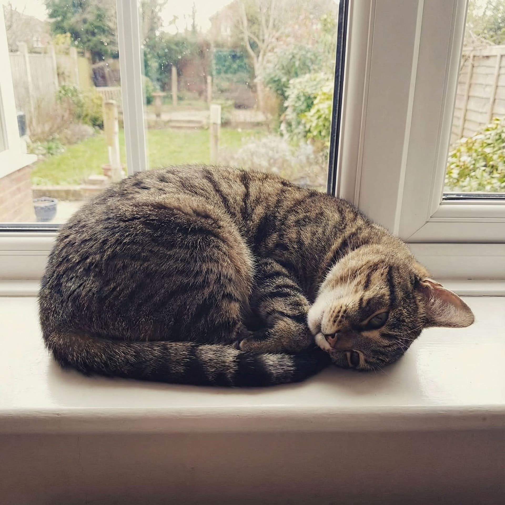 AI generated: real cat