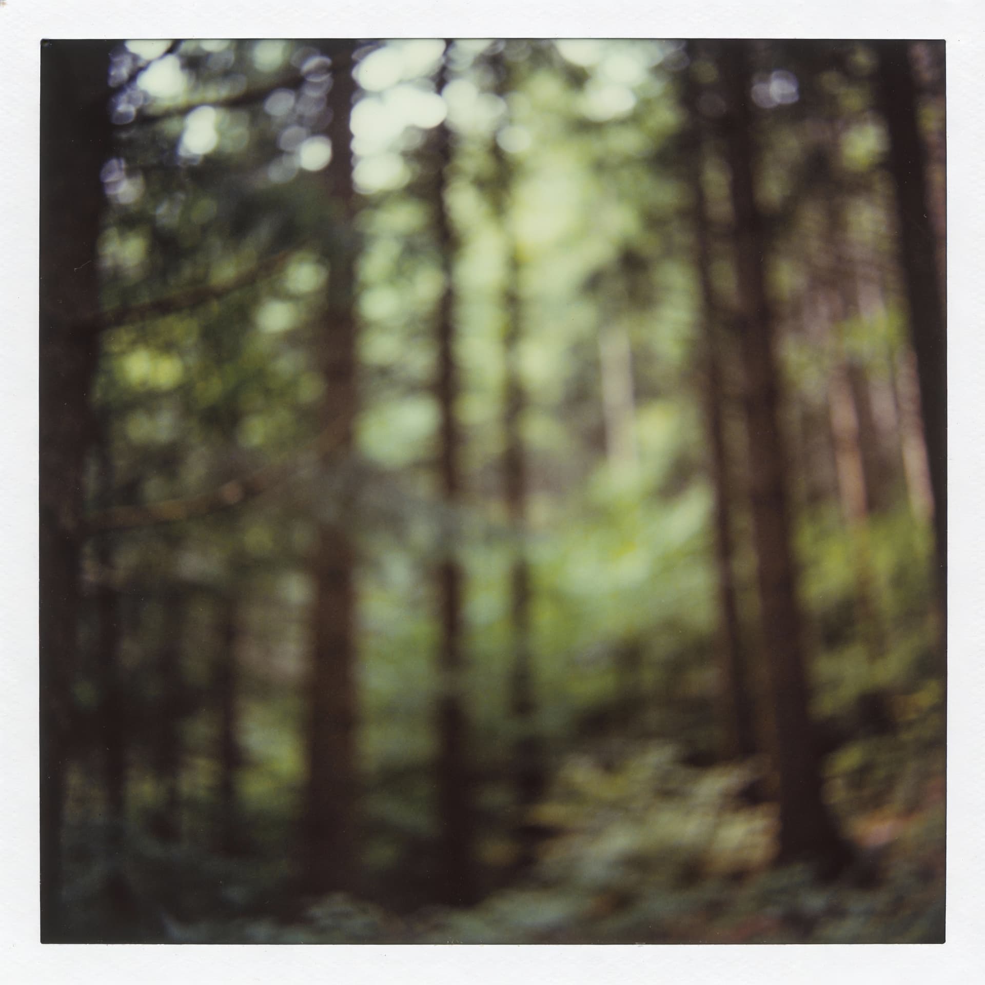 AI generated: Softly blurred forest background with muted tones, shallow depth of field, low contrast lighting, sm...