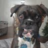 apollopuppy's avatar