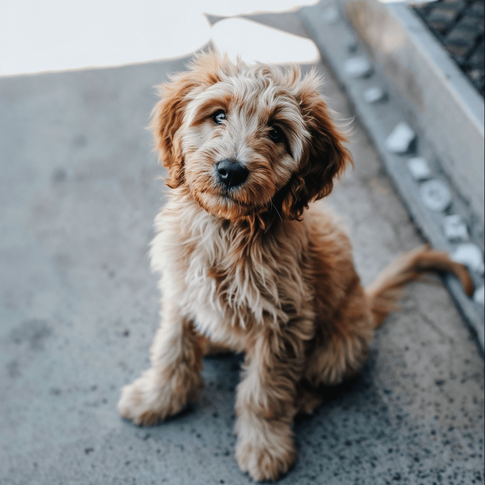 AI generated: Fluffy puppy with a wagging tail, sitting obediently for a treat. --style raw --v 6.0 --s 50