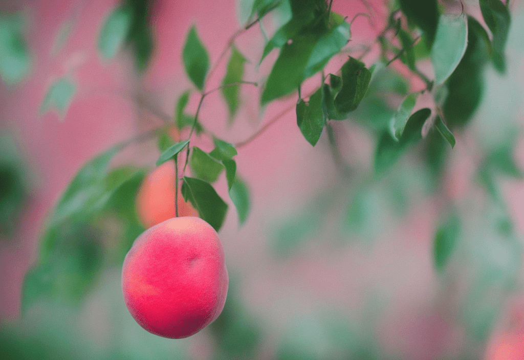 AI generated: 35mm macro photo of a lush peach dripping, pink backdrop