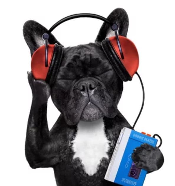AI generated: dog listens to audio book
