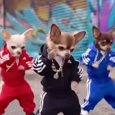 AI generated video: make chihuahuas dancing hiphop on the streets with adidas clothes and chains