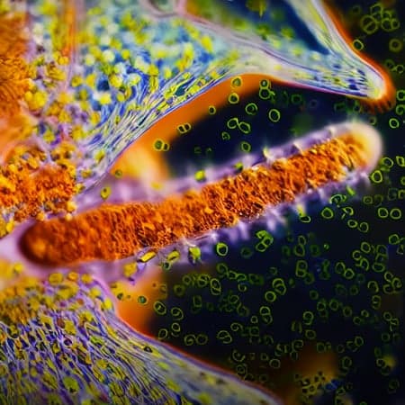 Microscopic - Image 3