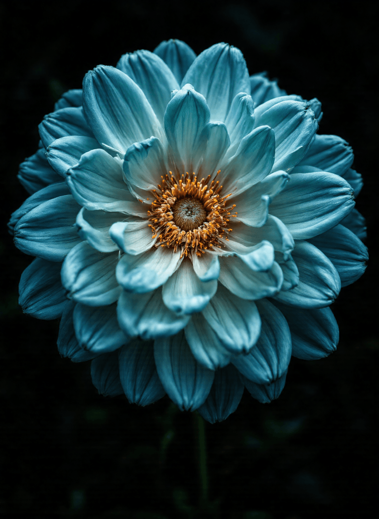 AI generated: The image depicts a highly detailed and stylized closeup rendering of a flower. The petals are depic...