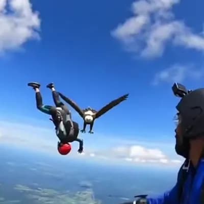 AI generated video: some parachutists who are suddenly attacked by an eagle
