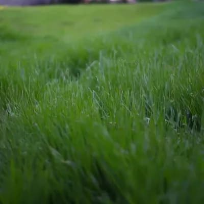 AI generated video: fixed camera and background grass is moving