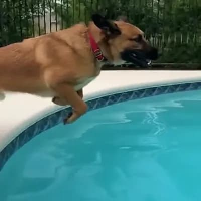 AI generated video: A dog jumping on a pool