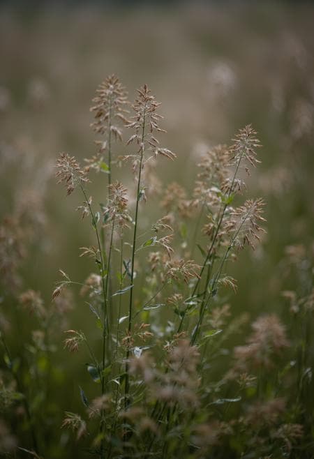 Bokeh&Macro - Image 4