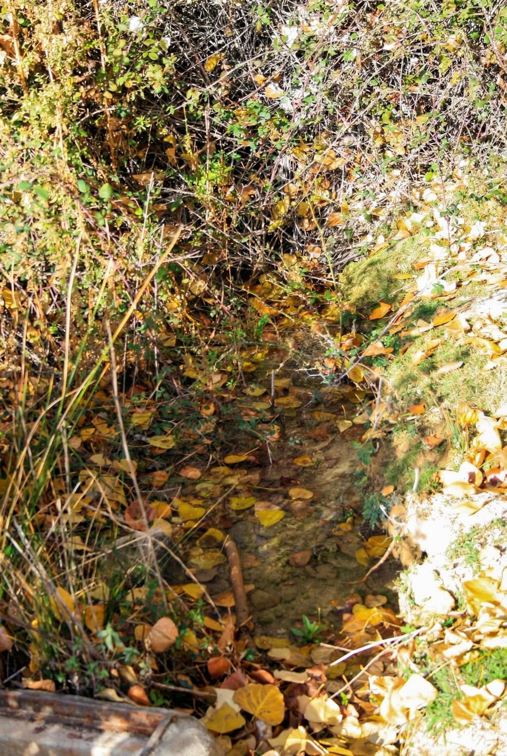 AI generated: Mejora de color nitides y ruido de una fotografia en la que se ve un pequeño nacimiento de agua