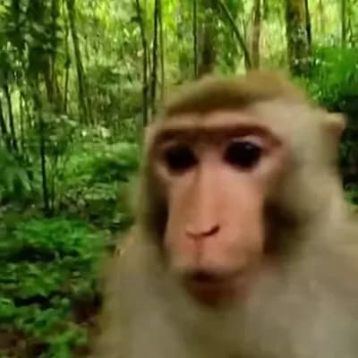 AI generated video: genera un blog de un mono que habla español en la selva escapando de un tigre