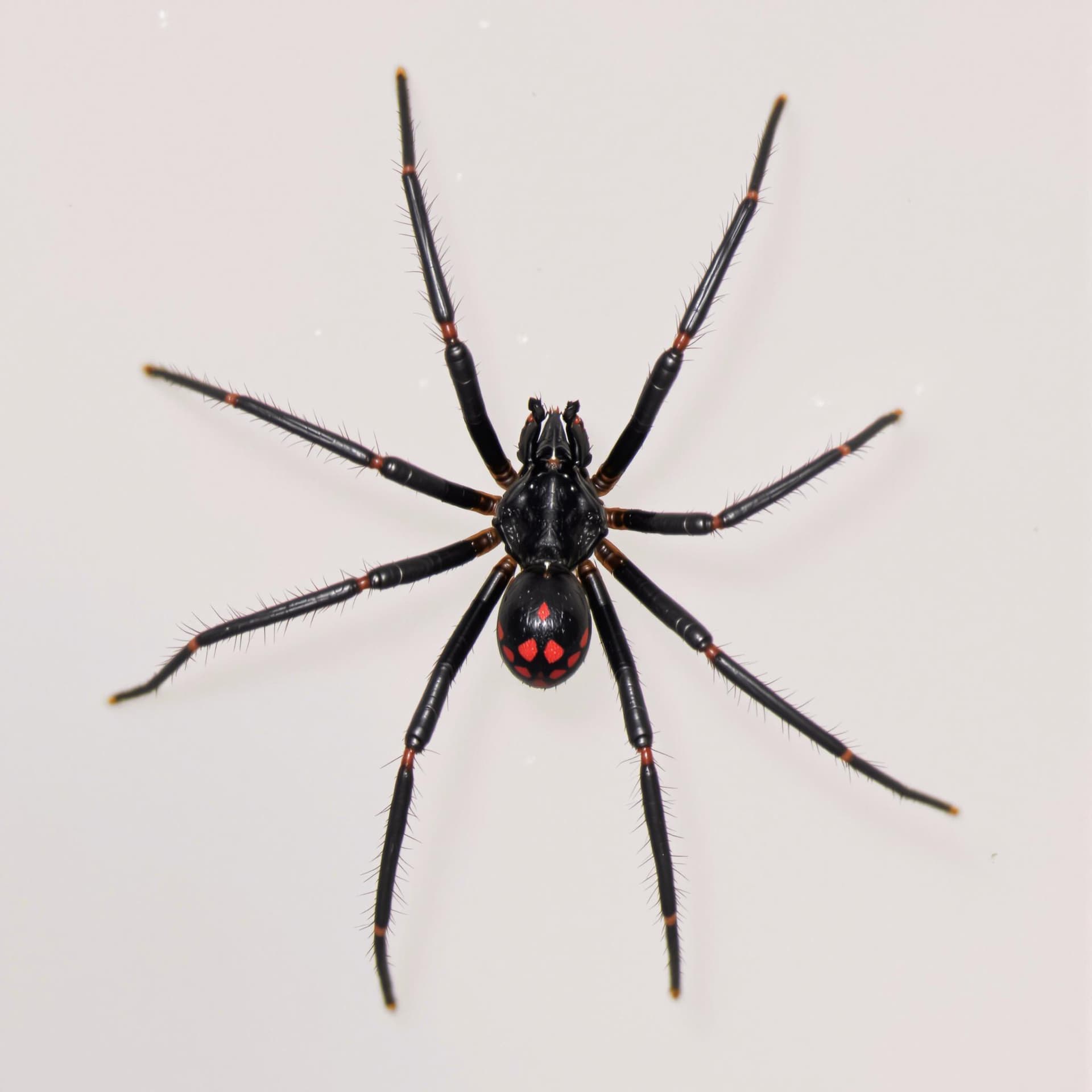 AI generated: photography of a black widow spider, with red spots