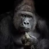 ApeMonitor's avatar