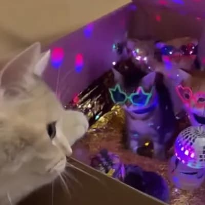 AI generated video: A cat looking at a box with lights and music inside, Inside the cardboard box, there is a party with...