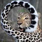 Eufo's avatar