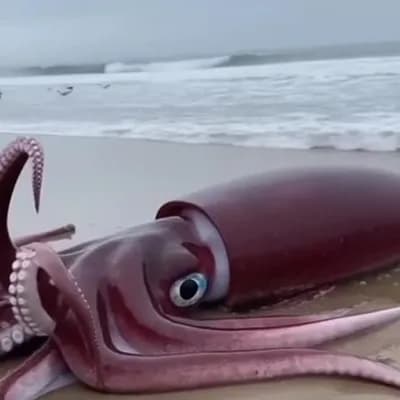 AI generated video: A giant squid on a beach, still alive.
