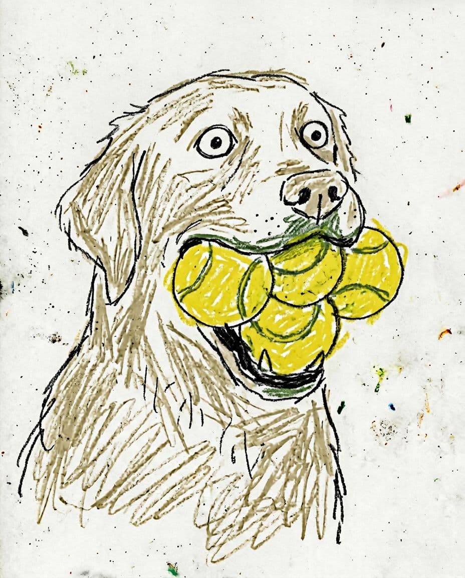 AI generated: white long-haired labrador holding four tennis balls in its mouth, playful exaggerated expression, f...