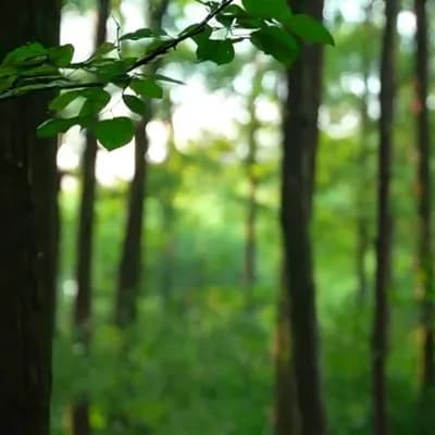 AI generated video: Sunlight gently pierces through the dense canopy of a serene forest, illuminating the leaves with a ...