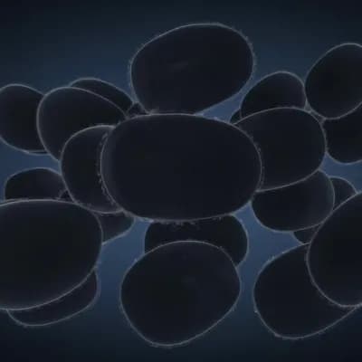 AI generated video: duplication  fast moving shades