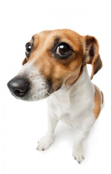 Upload Your Pet Photo