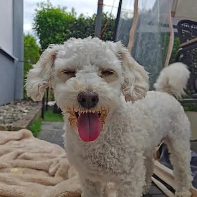 AI generated video: Dog smiling at camera and showing tongue