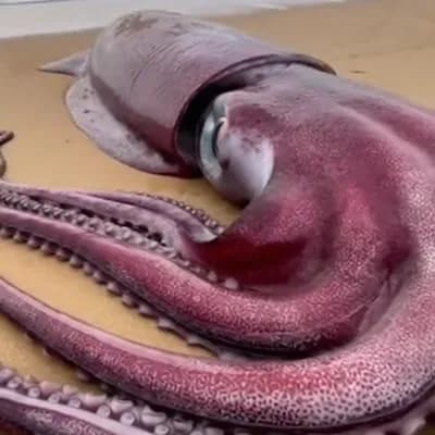 AI generated video: A giant squid on the beach